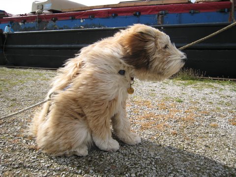 Tilly